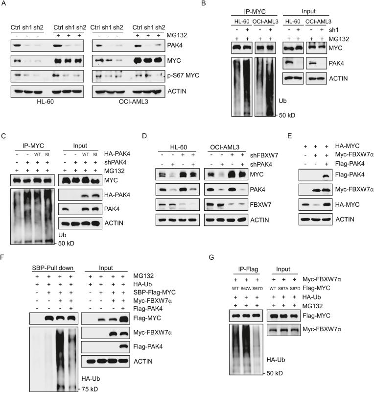 https://cdn.ncbi.nlm.nih.gov/pmc/blobs/c0c4/12375255/55c61fd368ab/gr4.jpg