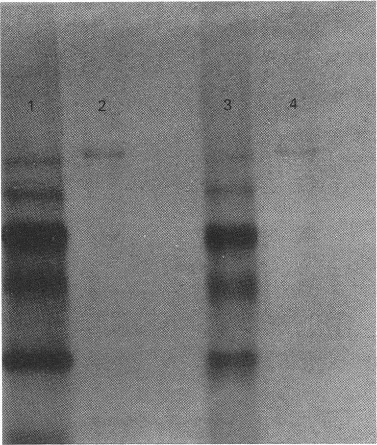 https://cdn.ncbi.nlm.nih.gov/pmc/blobs/c0c5/1138630/bd94b4e5136d/biochemj00207-0097-a.jpg