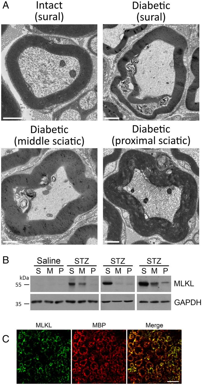 https://cdn.ncbi.nlm.nih.gov/pmc/blobs/c0c5/9168919/2bc194f45539/pnas.2121552119fig01.jpg