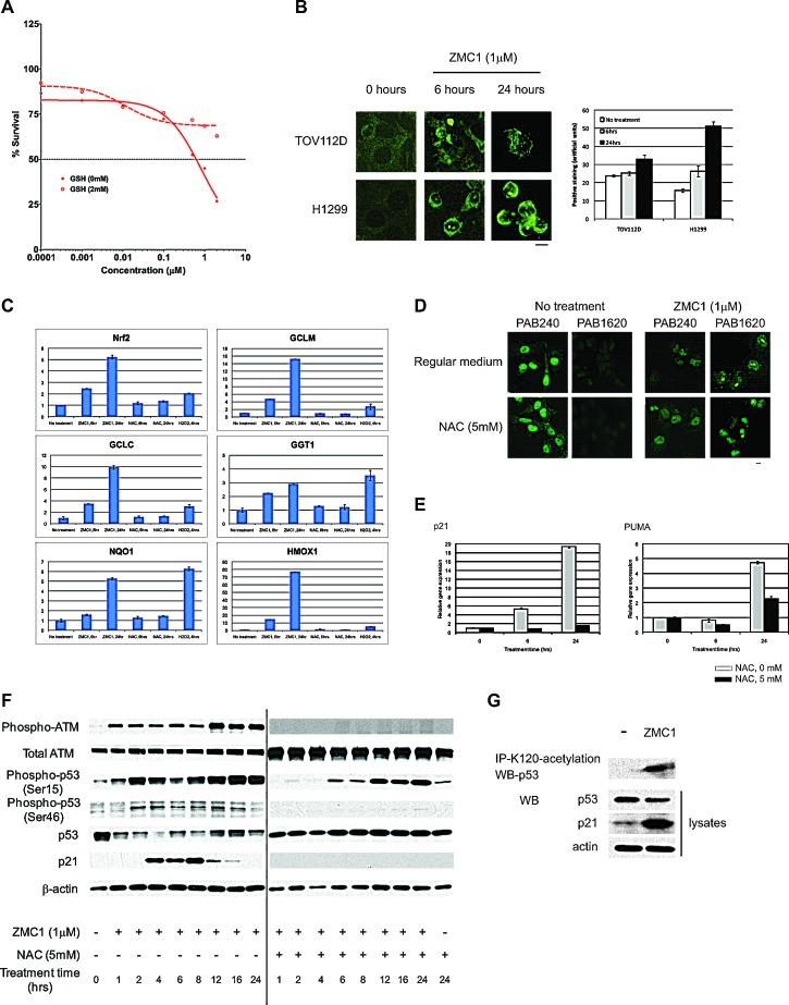 https://cdn.ncbi.nlm.nih.gov/pmc/blobs/c0c8/4253404/221a2acfff52/oncotarget-05-8879-g005.jpg