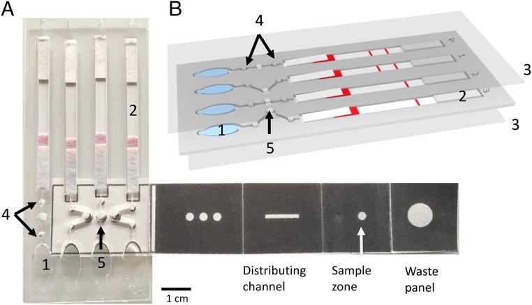 https://cdn.ncbi.nlm.nih.gov/pmc/blobs/c0c8/6421471/f38dbaace6c2/pnas.1812296116fig01.jpg