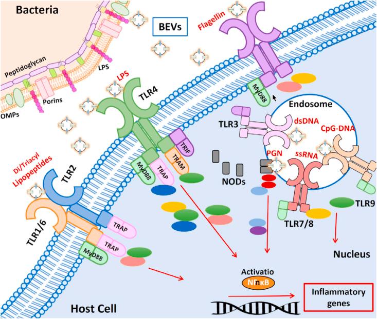 https://cdn.ncbi.nlm.nih.gov/pmc/blobs/c0c9/8892084/3a7553ceaab8/gr5.jpg