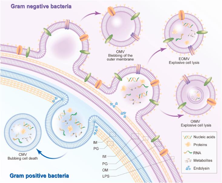 https://cdn.ncbi.nlm.nih.gov/pmc/blobs/c0c9/8892084/93b37fdad342/gr1.jpg