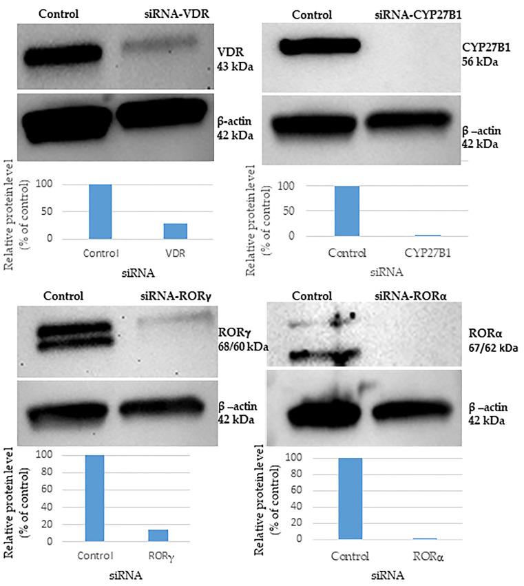 https://cdn.ncbi.nlm.nih.gov/pmc/blobs/c0ca/10854953/a28affbd8939/cells-13-00239-g001.jpg