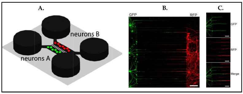 https://cdn.ncbi.nlm.nih.gov/pmc/blobs/c0d2/10216565/2d58a9fa0d89/biosensors-13-00551-g018.jpg