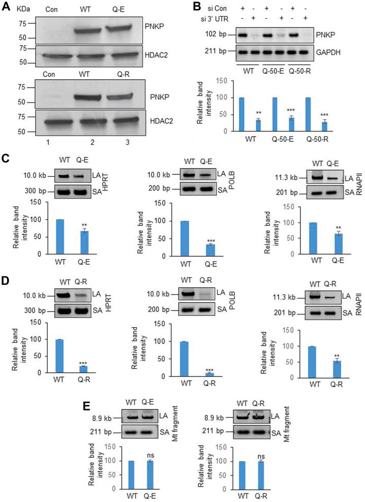 https://cdn.ncbi.nlm.nih.gov/pmc/blobs/c0d5/10197107/f2d9f7ccbbdf/gr3.jpg