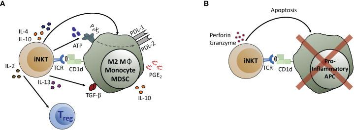 https://cdn.ncbi.nlm.nih.gov/pmc/blobs/c0db/9519390/a6ed0aa101b4/fimmu-13-998378-g001.jpg