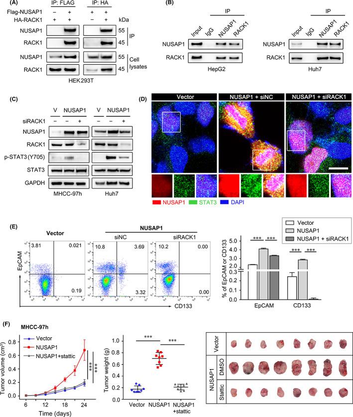 https://cdn.ncbi.nlm.nih.gov/pmc/blobs/c0db/9746044/ff4e6a43cb6e/CAS-113-4165-g003.jpg