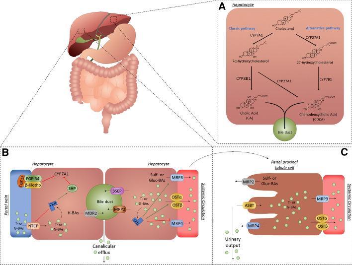 https://cdn.ncbi.nlm.nih.gov/pmc/blobs/c0df/7935738/1368cfcb7f1d/10620_2020_6715_Fig1_HTML.jpg