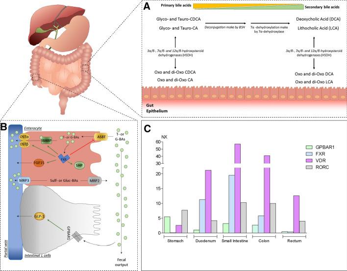 https://cdn.ncbi.nlm.nih.gov/pmc/blobs/c0df/7935738/367428a40ba2/10620_2020_6715_Fig2_HTML.jpg