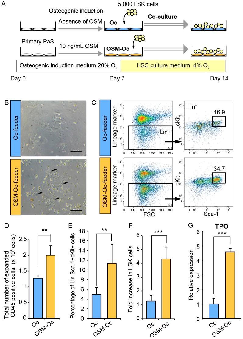 https://cdn.ncbi.nlm.nih.gov/pmc/blobs/c0e3/4281151/355a7daa6e89/pone.0116209.g004.jpg