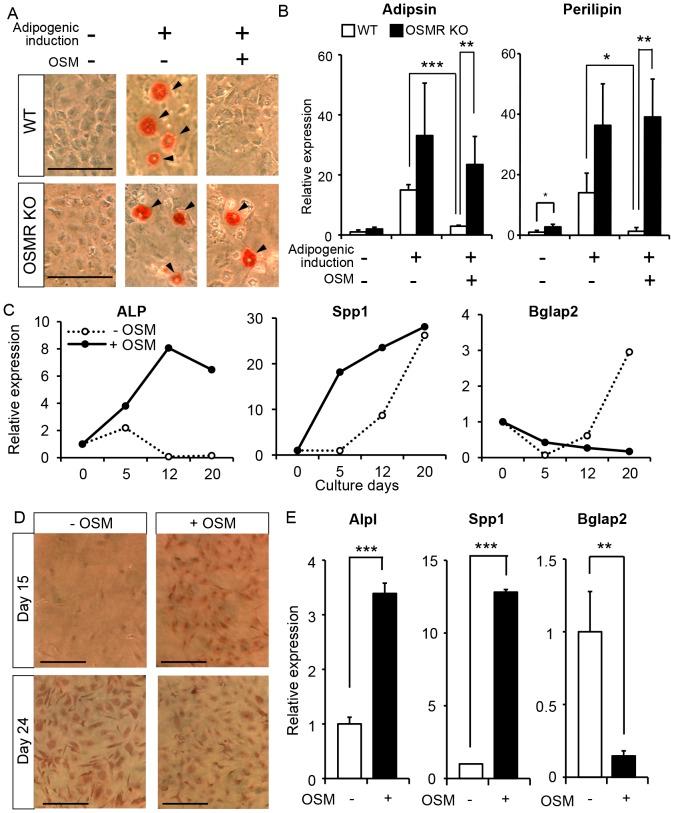 https://cdn.ncbi.nlm.nih.gov/pmc/blobs/c0e3/4281151/c78c1ae0ce86/pone.0116209.g003.jpg