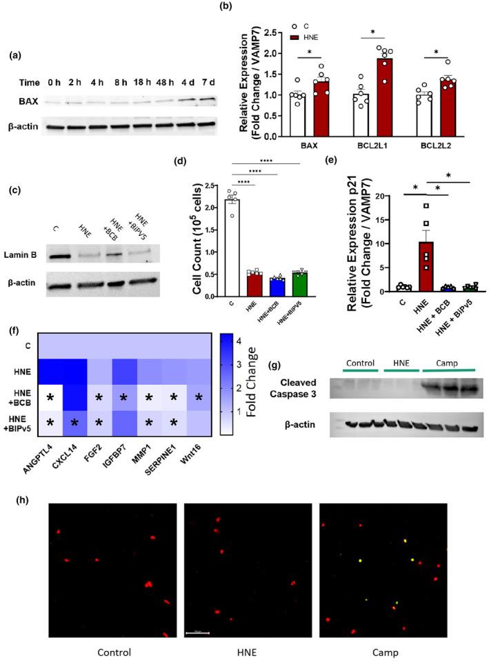 https://cdn.ncbi.nlm.nih.gov/pmc/blobs/c0e4/11709094/6226602a7fd1/ACEL-24-e14367-g007.jpg