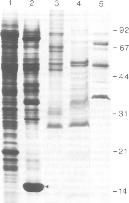 https://cdn.ncbi.nlm.nih.gov/pmc/blobs/c0e4/554620/051d8f759821/emboj00277-0009-a.jpg