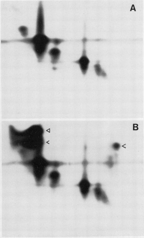 https://cdn.ncbi.nlm.nih.gov/pmc/blobs/c0e6/1074976/3381f68a7fad/plntphys00594-0253-a.jpg