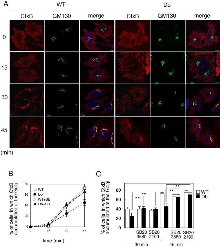 https://cdn.ncbi.nlm.nih.gov/pmc/blobs/c0e8/3430665/0f1f631d01d6/pone.0044127.g006.jpg