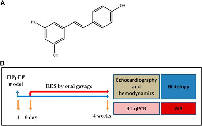 https://cdn.ncbi.nlm.nih.gov/pmc/blobs/c0ed/8225267/ba5f56b556bc/fphar-12-646240-g001.jpg