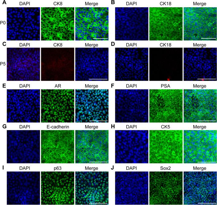 https://cdn.ncbi.nlm.nih.gov/pmc/blobs/c0ed/9284701/11b218ff3b72/13287_2022_2978_Fig2_HTML.jpg