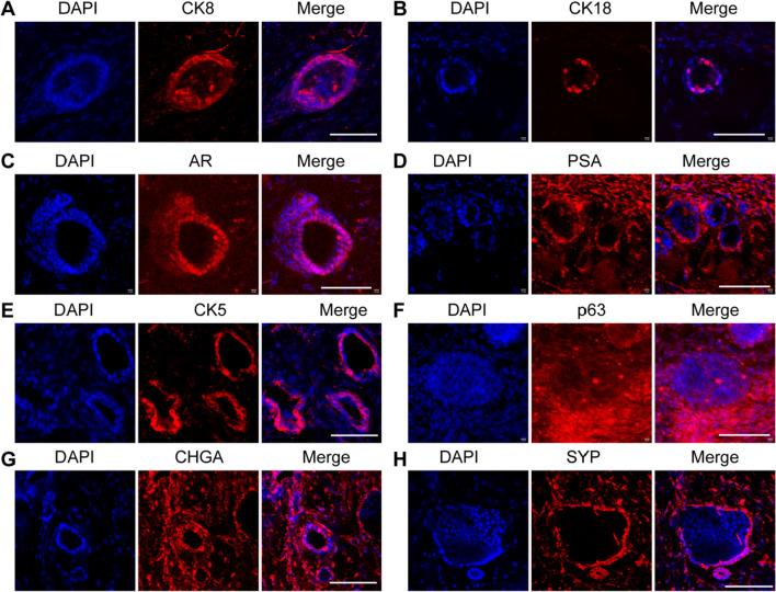 https://cdn.ncbi.nlm.nih.gov/pmc/blobs/c0ed/9284701/3fcd4d8338c4/13287_2022_2978_Fig5_HTML.jpg