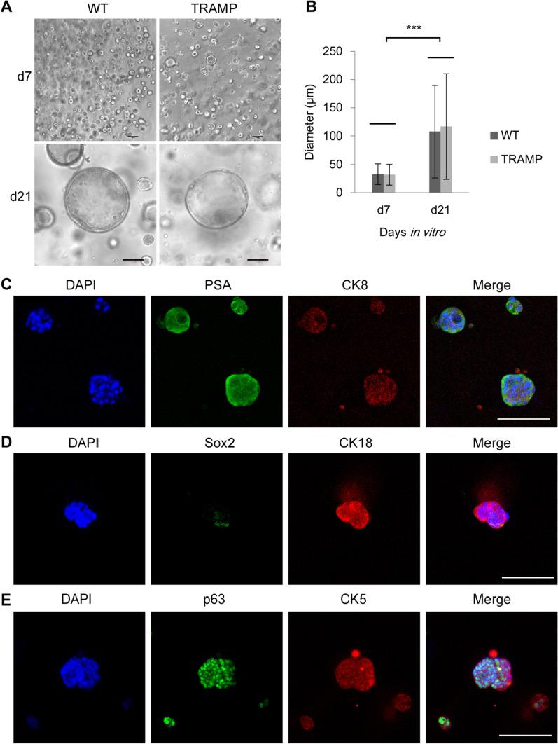 https://cdn.ncbi.nlm.nih.gov/pmc/blobs/c0ed/9284701/6c48c0e67d02/13287_2022_2978_Fig4_HTML.jpg