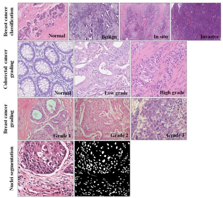 https://cdn.ncbi.nlm.nih.gov/pmc/blobs/c0f0/9311575/276f11429773/biology-11-00982-g004.jpg