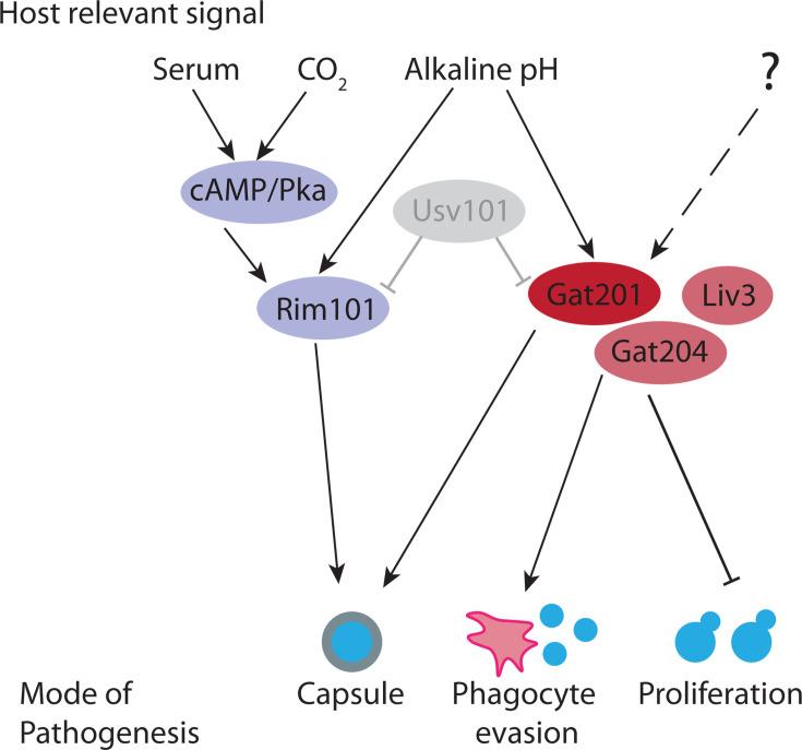 https://cdn.ncbi.nlm.nih.gov/pmc/blobs/c0f1/12188746/d5b5136af292/msphere.00191-25.f005.jpg
