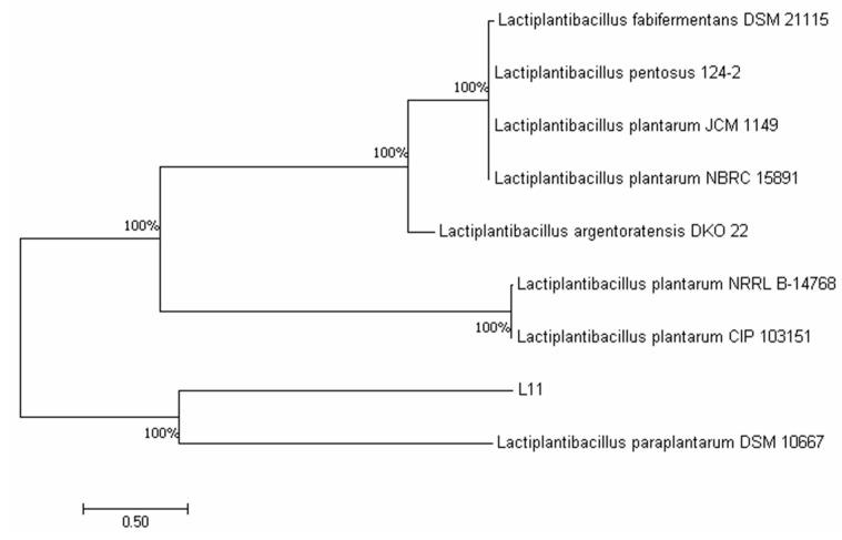 https://cdn.ncbi.nlm.nih.gov/pmc/blobs/c0f5/10820841/673a37631526/microorganisms-12-00091-g001.jpg