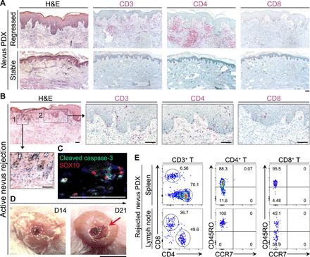 https://cdn.ncbi.nlm.nih.gov/pmc/blobs/c0f5/8221625/2c0fbda67a2a/abg4498-F2.jpg