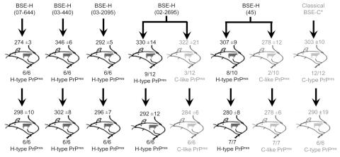 https://cdn.ncbi.nlm.nih.gov/pmc/blobs/c101/3322056/73c9889d62ba/10-1403-F1.jpg