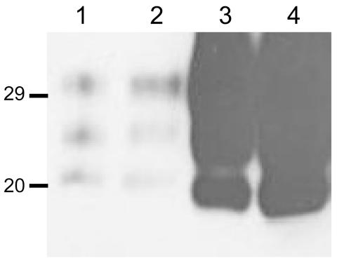https://cdn.ncbi.nlm.nih.gov/pmc/blobs/c101/3322056/cb4c30fdea56/10-1403-F5.jpg