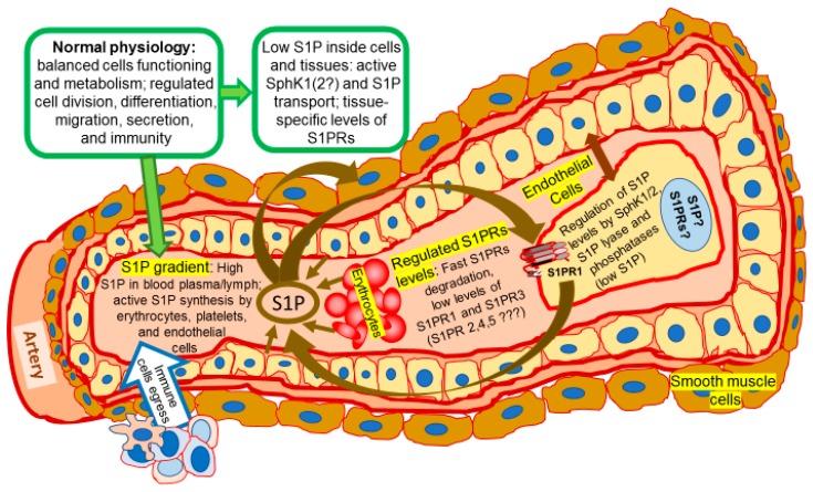 https://cdn.ncbi.nlm.nih.gov/pmc/blobs/c101/5855642/db383b83afbe/ijms-19-00420-g001.jpg