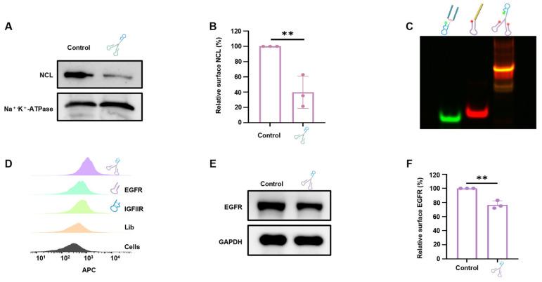 https://cdn.ncbi.nlm.nih.gov/pmc/blobs/c103/12197088/11aebd81c8d0/pharmaceutics-17-00785-g006.jpg