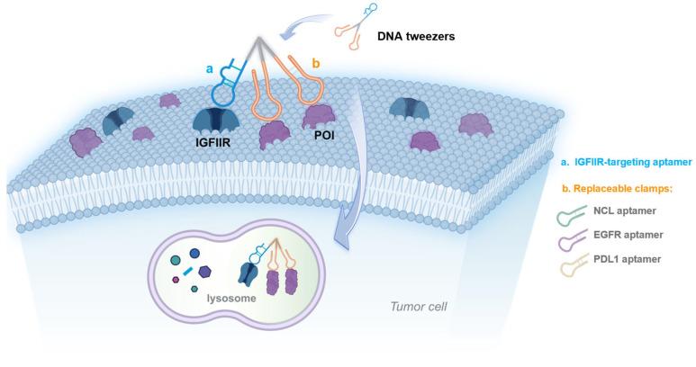 https://cdn.ncbi.nlm.nih.gov/pmc/blobs/c103/12197088/12d4c4294bfb/pharmaceutics-17-00785-sch001.jpg