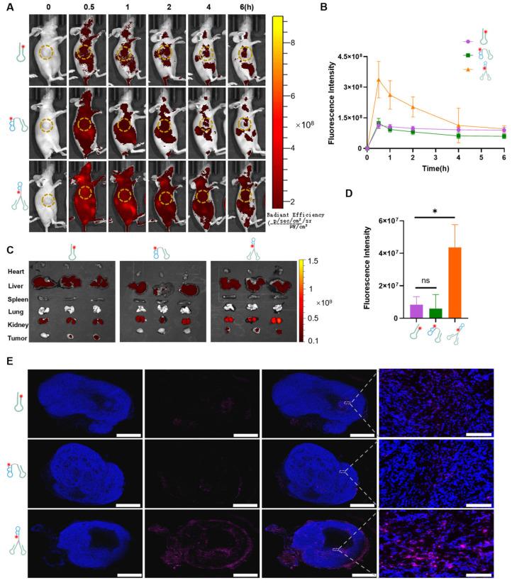 https://cdn.ncbi.nlm.nih.gov/pmc/blobs/c103/12197088/5b729e3e8ec7/pharmaceutics-17-00785-g004.jpg
