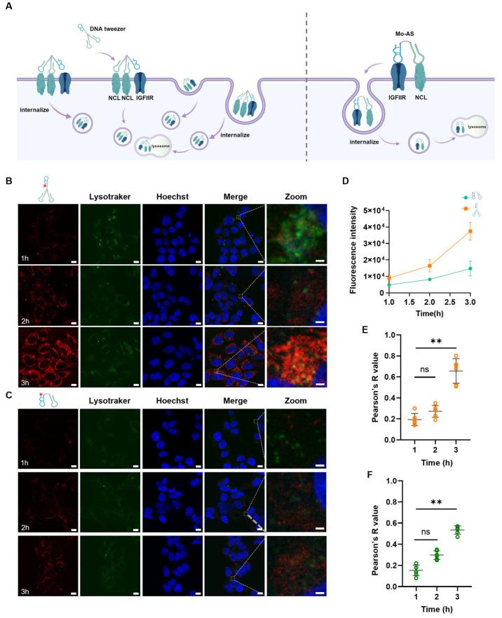 https://cdn.ncbi.nlm.nih.gov/pmc/blobs/c103/12197088/c5c38e9f6086/pharmaceutics-17-00785-g002.jpg