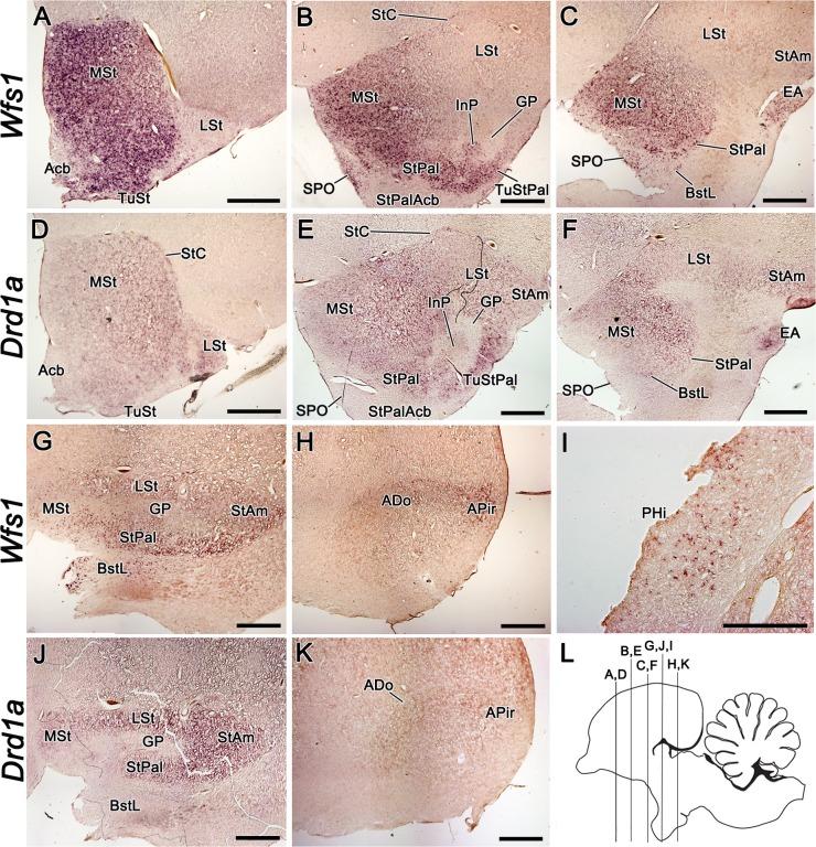 https://cdn.ncbi.nlm.nih.gov/pmc/blobs/c103/5436468/989457f77430/pone.0172825.g005.jpg