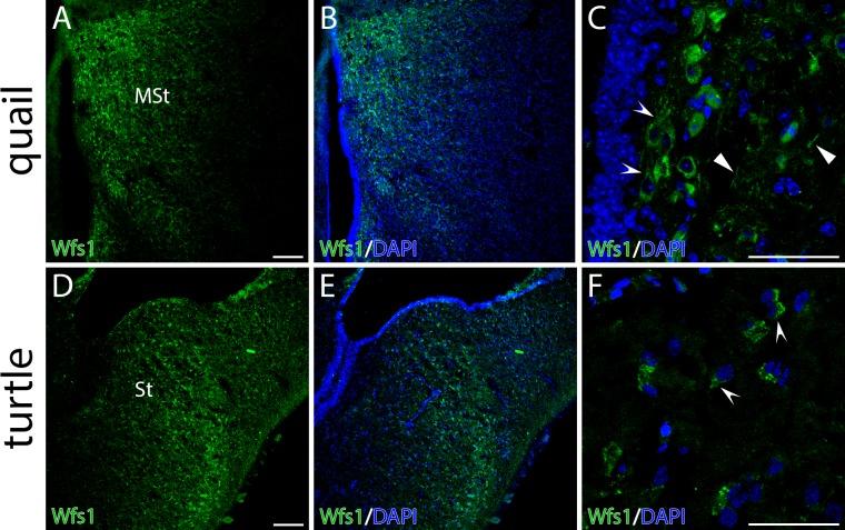 https://cdn.ncbi.nlm.nih.gov/pmc/blobs/c103/5436468/a2f2972dafe3/pone.0172825.g006.jpg