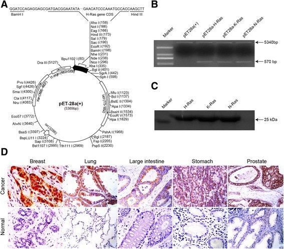 https://cdn.ncbi.nlm.nih.gov/pmc/blobs/c109/4761205/3bd8284d3ce2/12885_2016_2168_Fig1_HTML.jpg