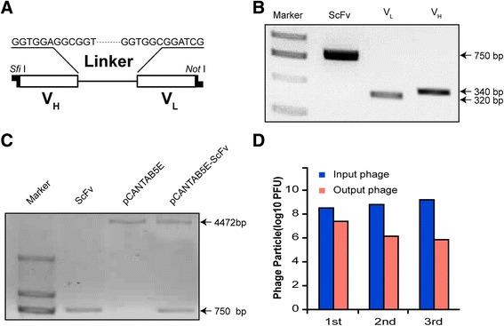 https://cdn.ncbi.nlm.nih.gov/pmc/blobs/c109/4761205/c40b7d1d73b7/12885_2016_2168_Fig2_HTML.jpg