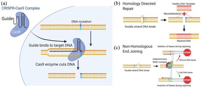 https://cdn.ncbi.nlm.nih.gov/pmc/blobs/c10f/7934022/7b66d7d05a57/10.1177_2515841421997191-fig7.jpg