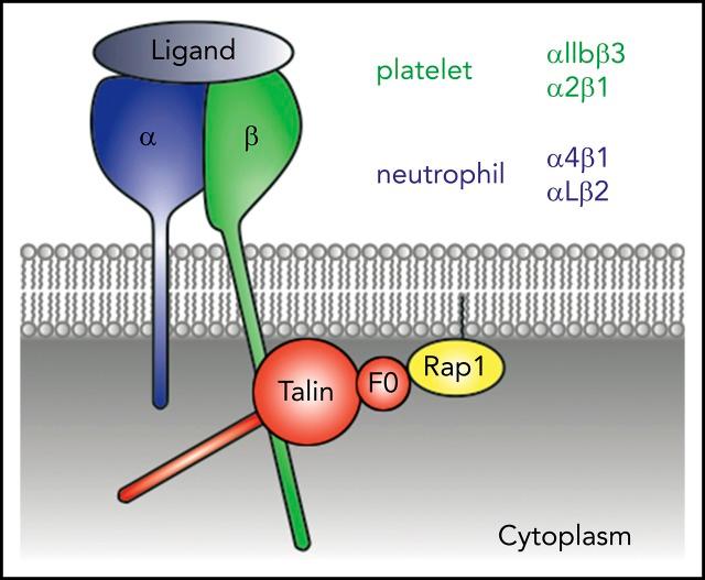 https://cdn.ncbi.nlm.nih.gov/pmc/blobs/c110/6307989/01d2f7933215/blood846766absf1.jpg