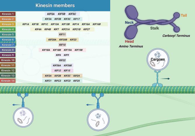 https://cdn.ncbi.nlm.nih.gov/pmc/blobs/c112/10910842/1921bf563ad8/40364_2024_559_Fig1_HTML.jpg