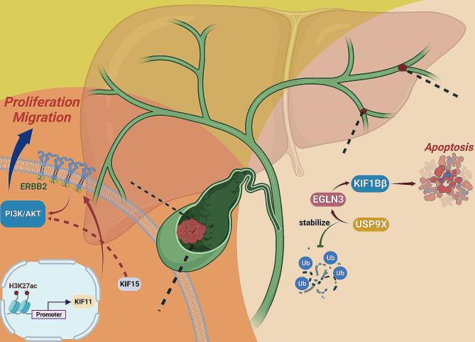 https://cdn.ncbi.nlm.nih.gov/pmc/blobs/c112/10910842/6bce2bd80e6c/40364_2024_559_Fig6_HTML.jpg