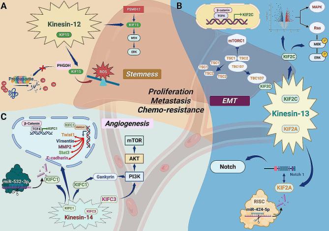https://cdn.ncbi.nlm.nih.gov/pmc/blobs/c112/10910842/7b53e5e2ad8b/40364_2024_559_Fig5_HTML.jpg