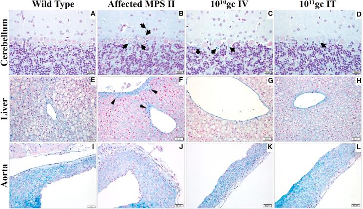 https://cdn.ncbi.nlm.nih.gov/pmc/blobs/c120/10875268/11d2be2e071c/gr6.jpg