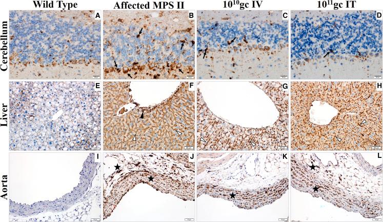 https://cdn.ncbi.nlm.nih.gov/pmc/blobs/c120/10875268/29dc4b1b4ce6/gr7.jpg