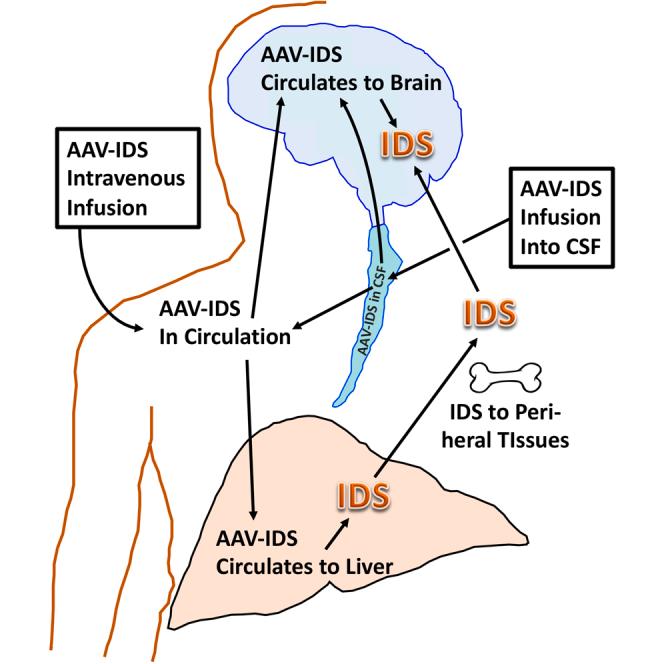 https://cdn.ncbi.nlm.nih.gov/pmc/blobs/c120/10875268/4ba5b009e439/fx1.jpg