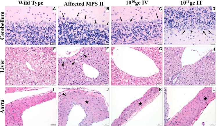 https://cdn.ncbi.nlm.nih.gov/pmc/blobs/c120/10875268/d04f83728f35/gr5.jpg