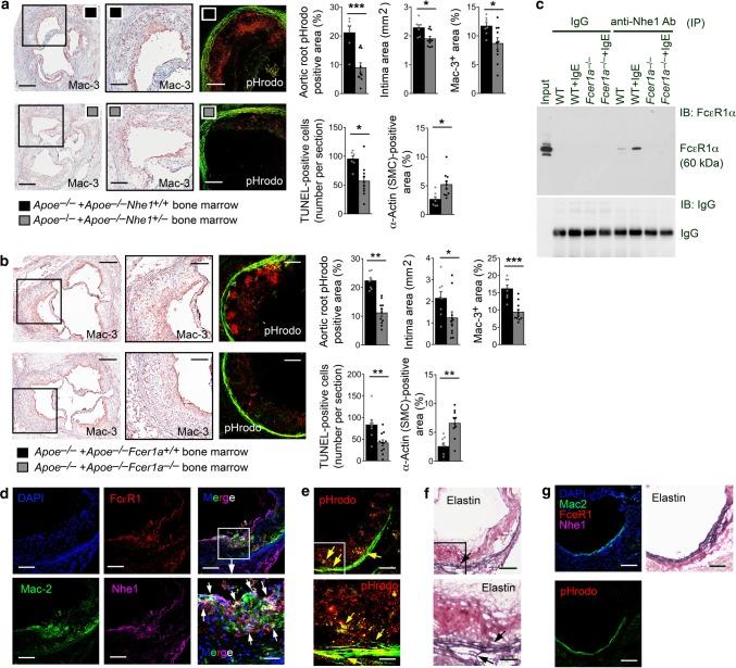 https://cdn.ncbi.nlm.nih.gov/pmc/blobs/c121/6726618/8d862fb7a9cd/41467_2019_11983_Fig4_HTML.jpg