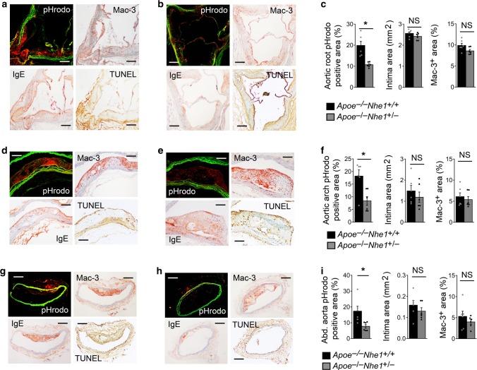 https://cdn.ncbi.nlm.nih.gov/pmc/blobs/c121/6726618/90dac74c9c4c/41467_2019_11983_Fig3_HTML.jpg
